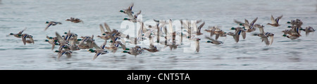 Le Canard colvert (Anas platyrhynchos), environ 60 individus survolant troupeau de l'eau, la Norvège Banque D'Images