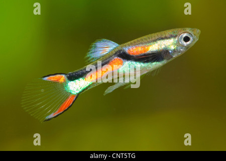 Endler's guppy Endler livebearer, l'(Poecilia wingei), homme Banque D'Images