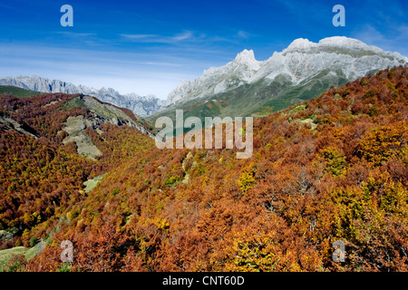 Le hêtre commun (Fagus sylvatica), forêt de hêtres en automne, dans les monts Cantabriques, en Espagne, Leon, parc national Picos de Europa Banque D'Images