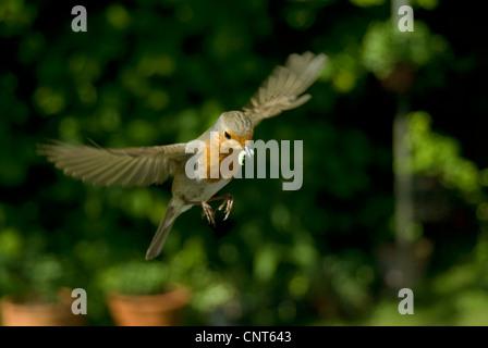 European robin (Erithacus rubecula aux abords), battant avec de la nourriture dans son bec, Allemagne, Rhénanie du Nord-Westphalie Banque D'Images