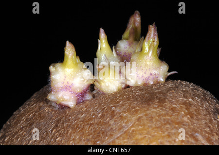 La pomme de terre (Solanum tuberosum), les bourgeons des pousses avec de la pomme de terre Banque D'Images