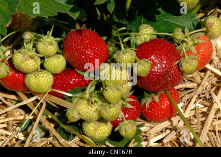 Fraise, fraise jardin hybride (Fragaria x ananassa, Fragaria ananassa), vert et fruits rouges Banque D'Images