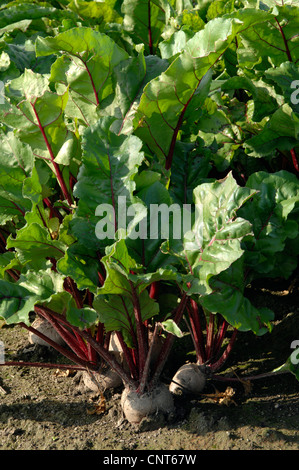 La betterave (Beta vulgaris), champ de betterave racine Banque D'Images