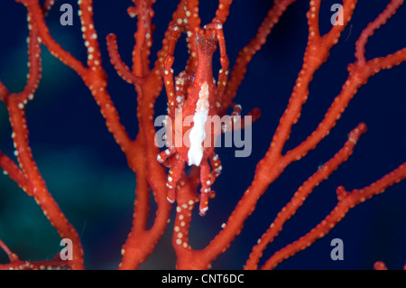 Crabe rouge vif (Xenocarcinus conicus) sur le ventilateur corail, Kimbe Bay, la Papouasie-Nouvelle-Guinée. Banque D'Images