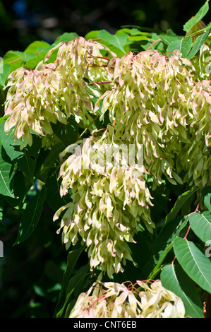 Feuillage et fruits ailés de l'arbre du ciel, Ailanthus altissima, de la famille des Simaroubaceae. Banque D'Images