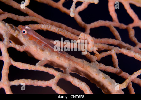 Grand fouet goby (Bryaninops grand) et l'Hippocampe pygmée (Hippocampus denise) sur les éventails de mer, Kimbe Bay, la Papouasie-Nouvelle-Guinée. Banque D'Images