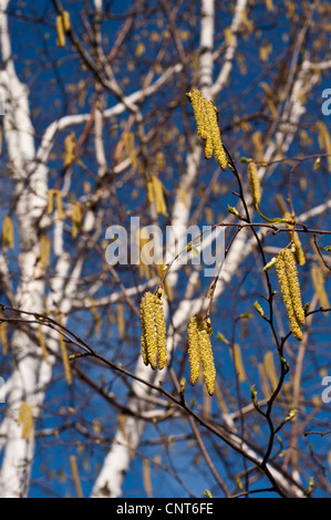 L'écorce blanche des troncs et de chatons mâles, de Bouleau à papier Betula papyrifera avec fond de ciel bleu, USA, est de l'Amérique du Nord Banque D'Images