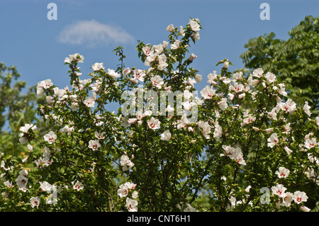Fleurs blanches de Rose of Sharon, arbuste Althea, Rose Althea (Hibiscus syriacus) fleurissant sur un arbuste vert contre un ciel bleu dans un jardin d'été. Banque D'Images