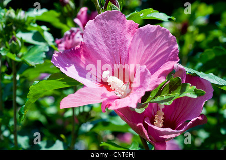 Fleurs violettes roses de Rose de Sharon, arbuste Althea, Hibiscus syriacus, fleurissant dans un jardin avec des feuilles vertes. Gros plan des pétales et des étamines. Banque D'Images