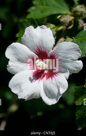 Fleur blanche unique de Rose de Sharon, arbuste Althea, Hibiscus syriacus, Malvaceae, avec une fleur de centre rouge, fleur de cultivar de jardin. Banque D'Images