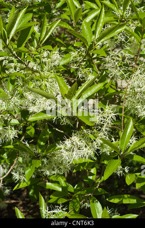 Fleurs blanches de American white Fringetree, Chionanthus virginicus, oléacées, Côte Est des USA Banque D'Images