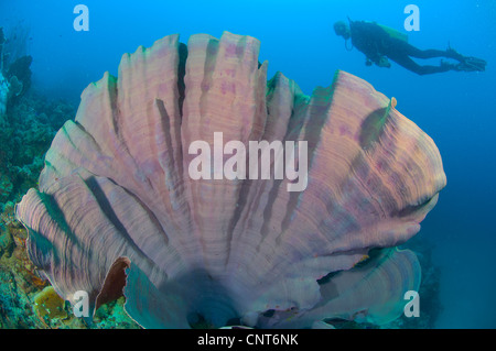 Purple oreille d'éponge (Ianthella basta) avec diver, Restorf Island, Kimbe Bay, la Papouasie-Nouvelle-Guinée. Banque D'Images