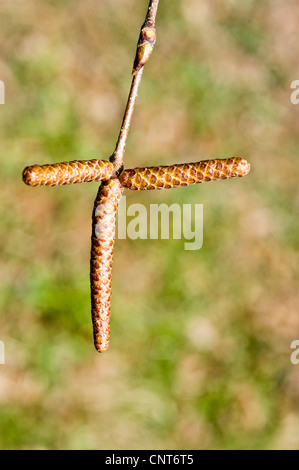 Trois chatons femelles du bouleau blanc, Betula papyrifera, USA, est de l'Amérique du Nord Banque D'Images