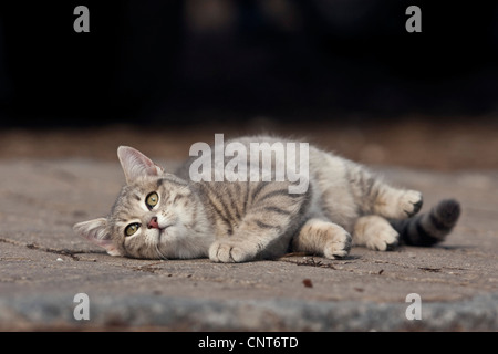 Chat domestique, le chat domestique (Felis silvestris catus). f, en position latérale Banque D'Images