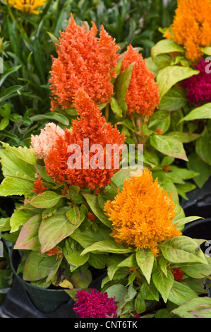 Jaune Orange fleurs de Cockscomb, Celosia argentea plumosa var Banque D'Images