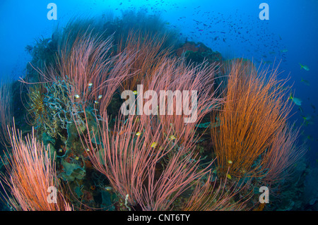 Colonie de fouet rouge corail du ventilateur (Ctenocella sp.) avec diverses espèces de poissons, Kimbe Bay, la Papouasie-Nouvelle-Guinée. Banque D'Images