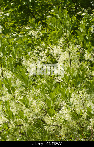 Fleurs blanches de American white Fringetree, Chionanthus virginicus, oléacées, Côte Est des USA Banque D'Images