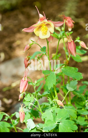 Fleurs jaune rouge du Colorado ou Rocheuses Columbine Aquilegia caerulea, Ranunculaceae Banque D'Images