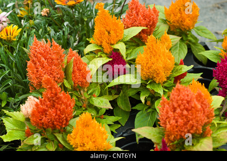 Jaune orange et rouge fleurs de Cockscomb, Celosia argentea plumosa var Banque D'Images