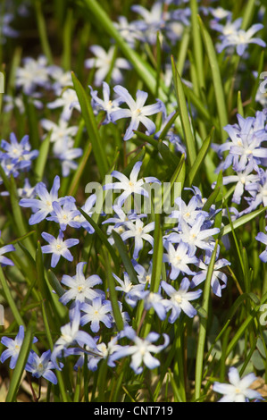 Gloire de la neige de Lucile (Chionodoxa luciliae) fleurs bleues et blanches dans un jardin, famille des Asparagacées. Plante vivace bulbeuse à floraison printanière. Banque D'Images