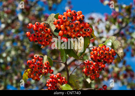 Fruits rouges vifs de Crataegus phaenopyrum, aubépine de Washington, de la famille des Rosacées. Grappes de baies sur les branches contre un ciel bleu. Banque D'Images