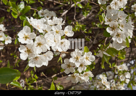 Belles fleurs blanches de crabier, Malus fleurissant au printemps. Gros plan de fleurs blanches sur des branches avec des feuilles vertes en plein soleil. Banque D'Images