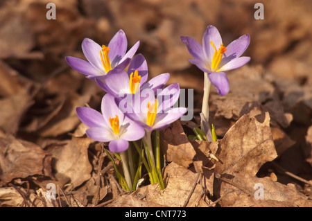 Quatre crocus violets jaunes, croci fleurissant au début du printemps à travers des feuilles mortes sèches dans un jardin ensoleillé. Banque D'Images