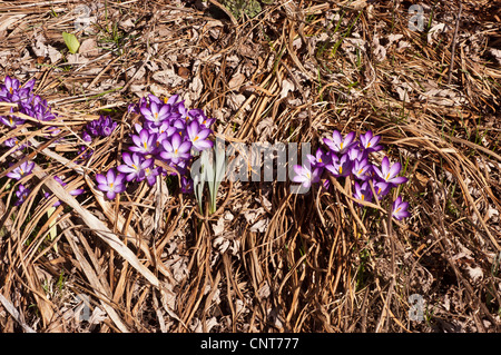 Beaucoup de crocus violets jaunes, croci fleurissent au début du printemps à travers l'herbe brune sèche et les feuilles tombées. Banque D'Images