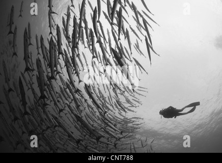 Plongeur et scolarisation (Sphyraena barracuda à nageoires noires qenie), Lama Shoals, Îles Witu, Kimbe Bay, la Papouasie-Nouvelle-Guinée. Banque D'Images