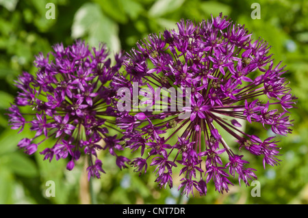 Gros plan de deux têtes de fleurs violettes d'ail, Allium en pleine floraison, présentant des fleurs en forme d'étoile complexes et un feuillage vert. Banque D'Images