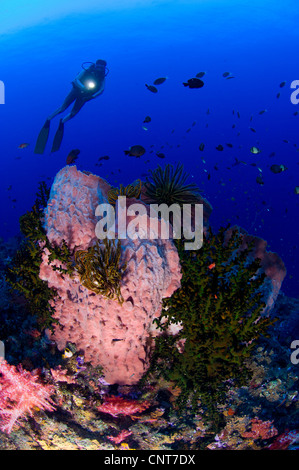 Un plongeur ressemble à un canon géant Xestospongia testudinaria (éponge), les Pères de corail, Kimbe Bay, la Papouasie-Nouvelle-Guinée. Banque D'Images