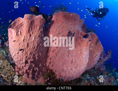 Un plongeur ressemble à un canon géant Xestospongia testudinaria (éponge), les Pères de corail, Kimbe Bay, la Papouasie-Nouvelle-Guinée. Banque D'Images