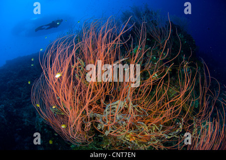 Fouet rouge coral sea fan (Ctenocella sp.) avec diver, pères de corail, Kimbe Bay, la Papouasie-Nouvelle-Guinée. Banque D'Images