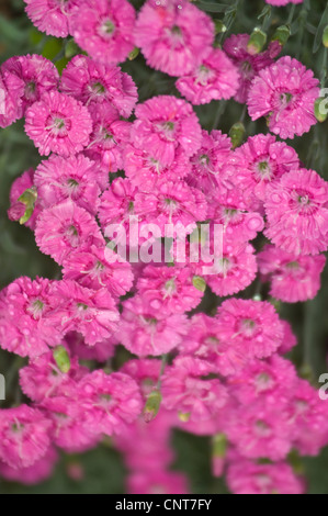 Rose Dianthus Plumarius commun, dans jardin Banque D'Images