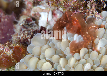 L'orang-outan crabe décorateur assis sur Coral, Russell Islands, Îles Salomon. Banque D'Images