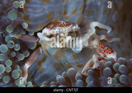 Crabe porcelaine repéré perché sur le manteau de l'anémone , se nourrissant de plancton avec des armes net, Îles Salomon. Banque D'Images