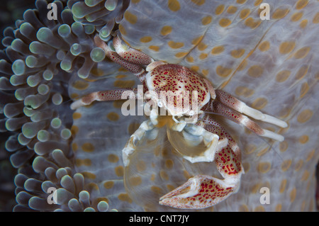 Crabe porcelaine repéré perché sur le manteau de l'anémone , se nourrissant de plancton avec des armes net, Îles Salomon. Banque D'Images