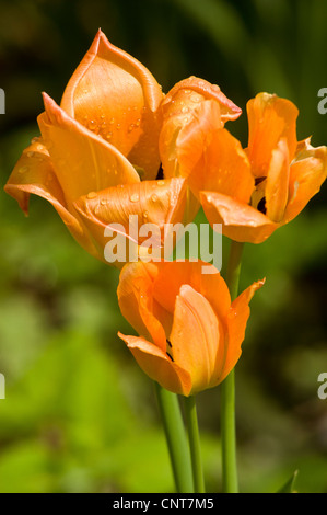 Gros plan de trois tulipes oranges avec des gouttelettes d'eau sur un fond vert flou dans un jardin. Banque D'Images