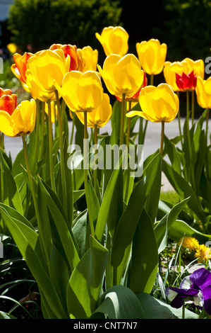 Tulipes jaune rouge orange vif rétro-éclairées par la lumière du soleil poussant dans un jardin printanier. Belle scène florale avec des pétales brillants et des feuilles vertes luxuriantes. Banque D'Images