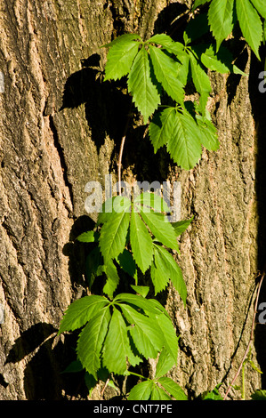 Crampon de Virginie (Parthenocissus quinquefolia) grimpant sur un tronc d'arbre. Lierre à cinq feuilles ou feuillage à cinq doigts aux États-Unis. Banque D'Images