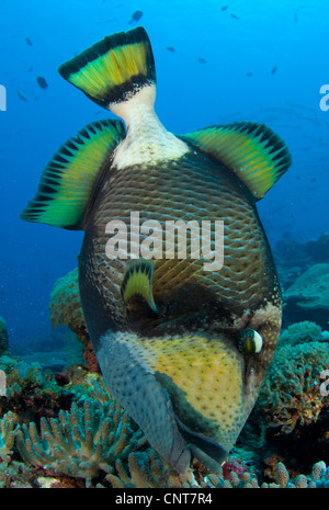 Les balistes Titan Balistoides viridescens) (close-up vue complète du corps comme il ramasse du Coral, Îles Salomon. Banque D'Images