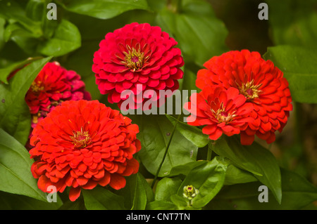 Les fleurs rouges de Zinnia Zinnia elegans, jeunesse,et de prestations de vieillesse, de la famille des Astéracées Banque D'Images