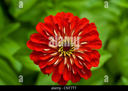 Fleur rouge de Zinnia Zinnia elegans, jeunesse,et de prestations de vieillesse, de la famille des Astéracées, Bloom, blossom, pétales, le cultivar, l'horticulture, Gard Banque D'Images