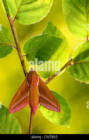 (Deilephila elpenor sphynx éléphant), assis dans un buisson ornemental, Allemagne, Rhénanie-Palatinat Banque D'Images