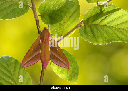 (Deilephila elpenor sphynx éléphant), assis dans un buisson ornemental, Allemagne, Rhénanie-Palatinat Banque D'Images