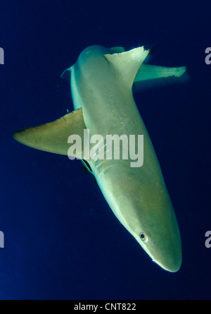 Requin requin (Carcharhinus melanopterus) en mouvement, Îles Salomon. Banque D'Images