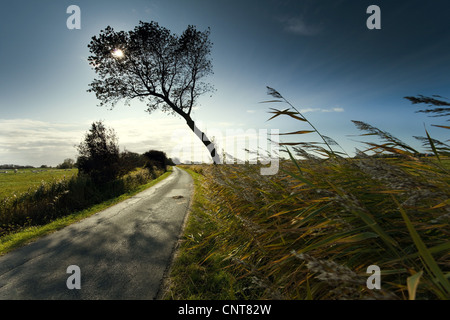Skew whiff-arbre dans la flexion du rétroéclairage sur une route de campagne menant à travers les prés, ALLEMAGNE, Basse-Saxe, Neuastenberg Banque D'Images