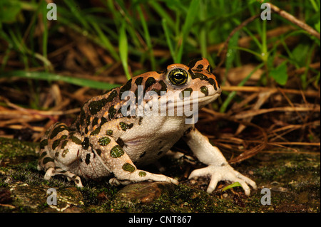 Ou Crapaud vert (Bufo viridis bigarré), assis sur le sol, la Grèce, Péloponnèse, Messinien Banque D'Images