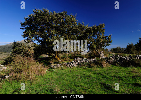 Chêne vert, chêne-vert (Quercus ilex), chêne-vert, la Grèce, Péloponnèse, Mani Banque D'Images