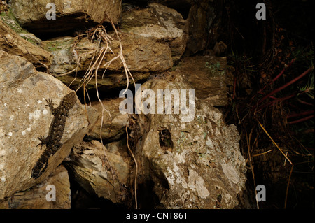 Kotschy's gecko (Mediodactylus kotschyi, Cyrtodactylus Cyrtopodion kotschyi, kotschyi), à un mur, en Grèce, Péloponnèse, Mani Banque D'Images